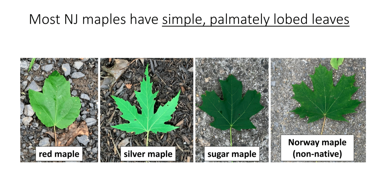Maple Identification Maple Grant Stockton University