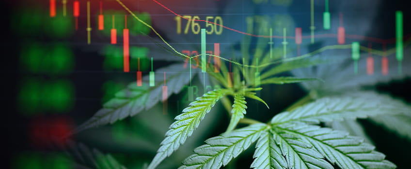 Cannabis leaves and Stock Charts