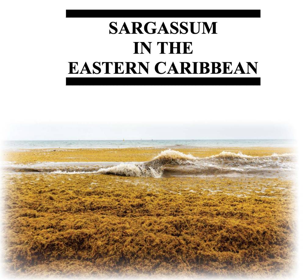 Sargassum