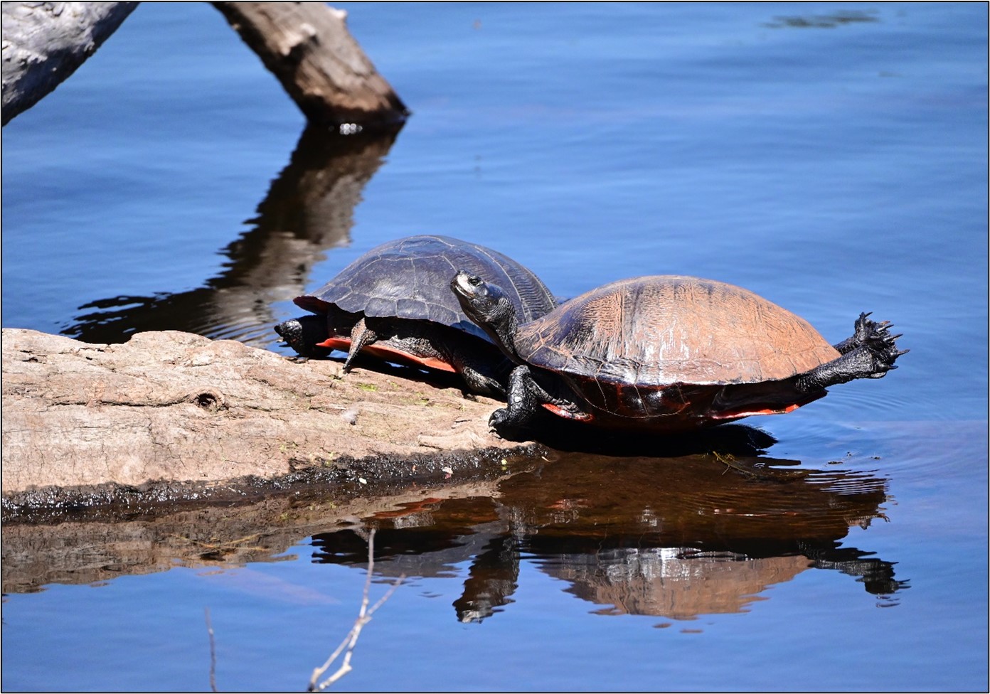 Pinelands Summer Short Course, turtles