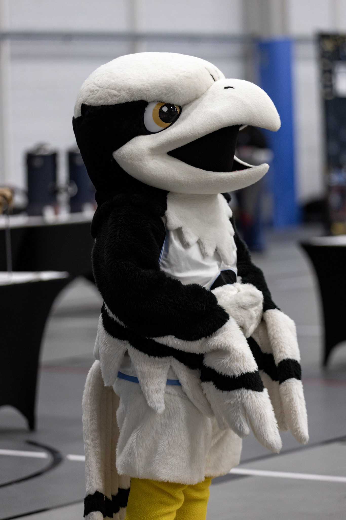 Stockton university mascot, Talon.