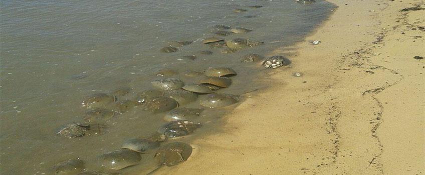 Horseshoecrab Recovery Horseshoecrab Recovery