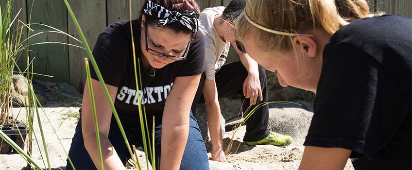 Students replanting dune grasses Students replanting dune grasses