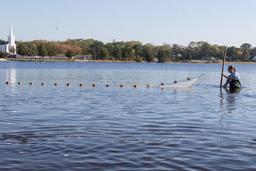 国产传媒 marine science students seining in Port Republic, NJ 国产传媒 marine science students seining in Port Republic, NJ