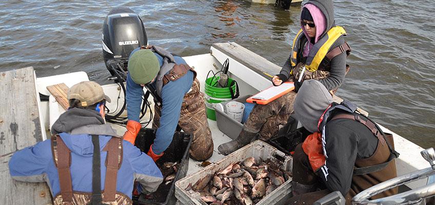 Winter fyke net sampling on Great Bay. Winter fyke net sampling on Great Bay.