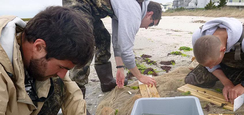 The coastal estuaries monitoring team sorts out a 100鈥 haul seine catch. The coastal estuaries monitoring team sorts out a 100鈥 haul seine catch.