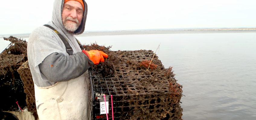 Commercial watermen have recovered thousands of derelict crab pots since 2012. Commercial watermen have recovered thousands of derelict crab pots since 2012.