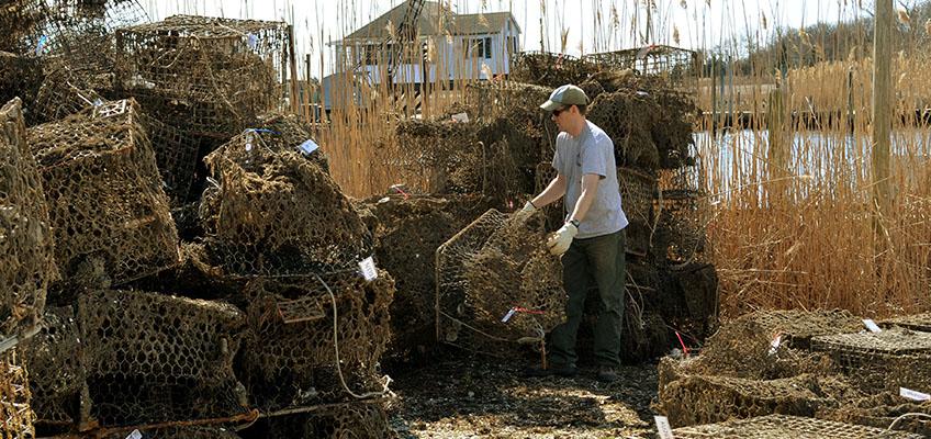 On average the recovery teams retrieve 600 lost traps per winter. On average the recovery teams retrieve 600 lost traps per winter.