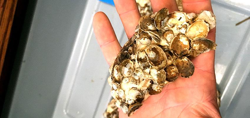 Seasonal spatfall in the Mullica River, NJ. Seasonal spatfall in the Mullica River, NJ.