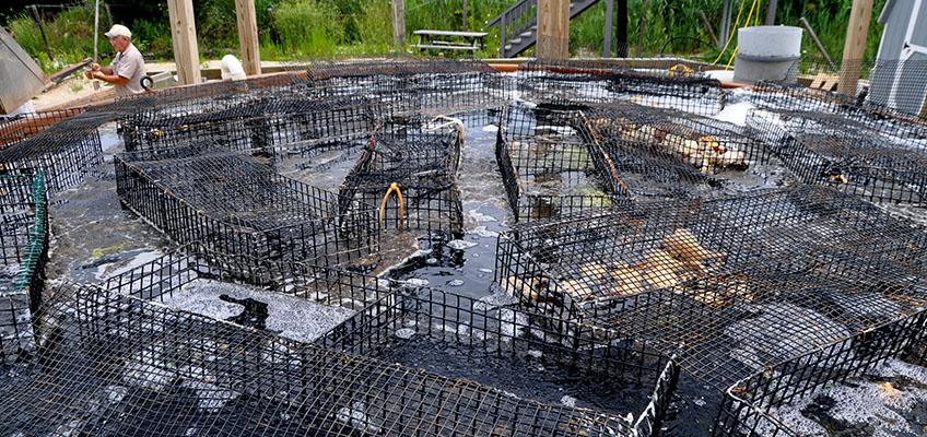 Remote setting at Parsons Mariculture, Tuckerton, NJ. Remote setting at Parsons Mariculture, Tuckerton, NJ.