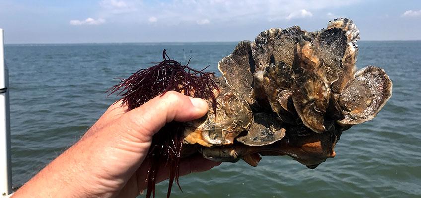 Year 2 remote-set oysters on a whelk shell, Tuckerton Reef Site. Year 2 remote-set oysters on a whelk shell, Tuckerton Reef Site.