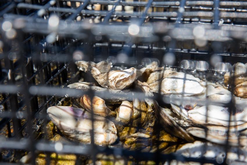 Tuckerton Reef 2020 Photo 3 Tuckerton Reef 2020 Photo 3