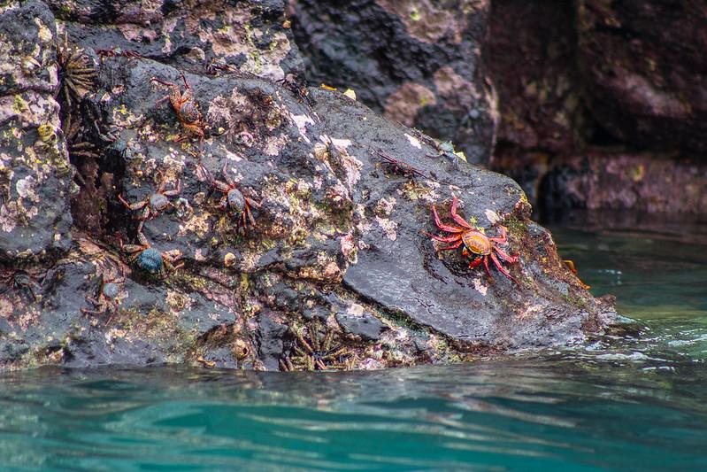 Santa Cruz Santa Cruz