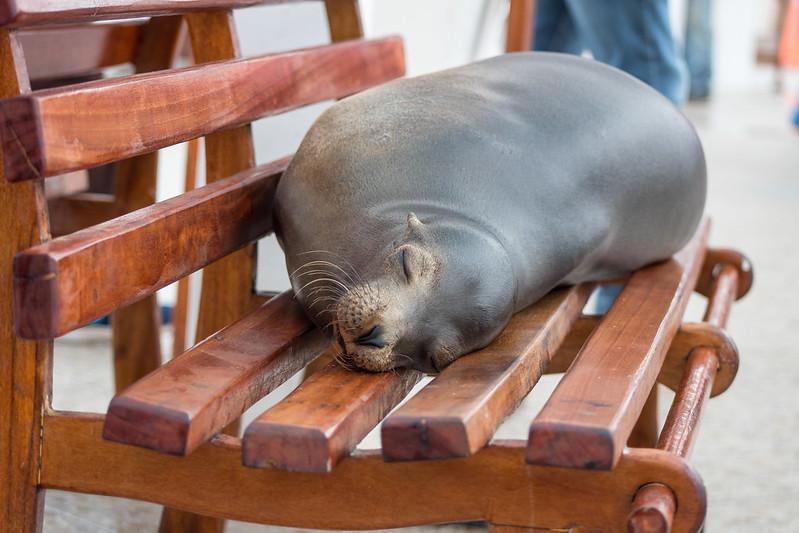 Seen in Santa Cruz, an island in Ecuador’s Galápagos National Park Seen in Santa Cruz, an island in Ecuador’s Galápagos National Park
