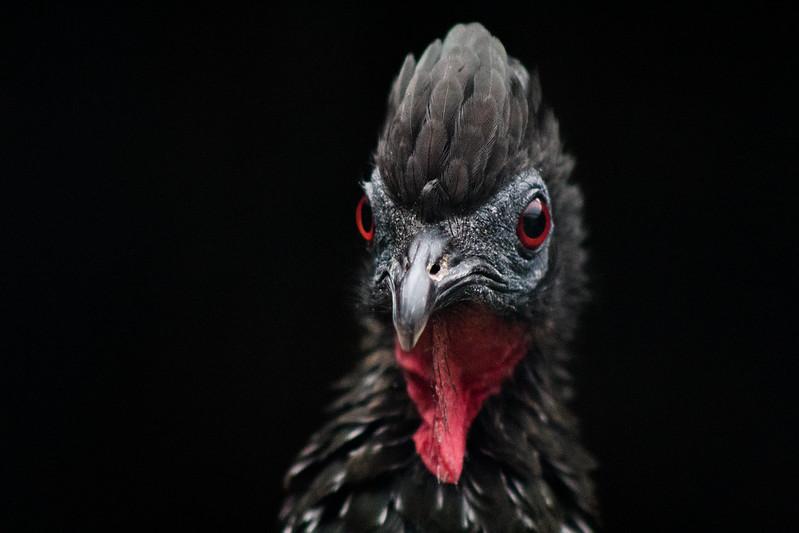 Bearded Guan in Cuenca Bearded Guan in Cuenca