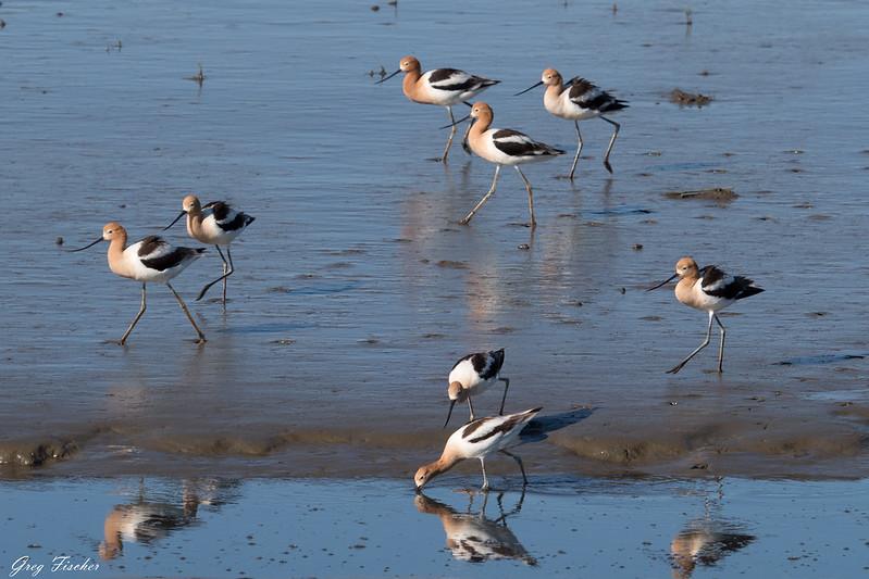Avocets at Forsythe Avocets at Forsythe