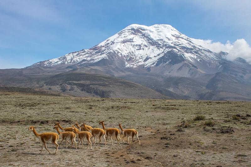 Chimborazo Chimborazo