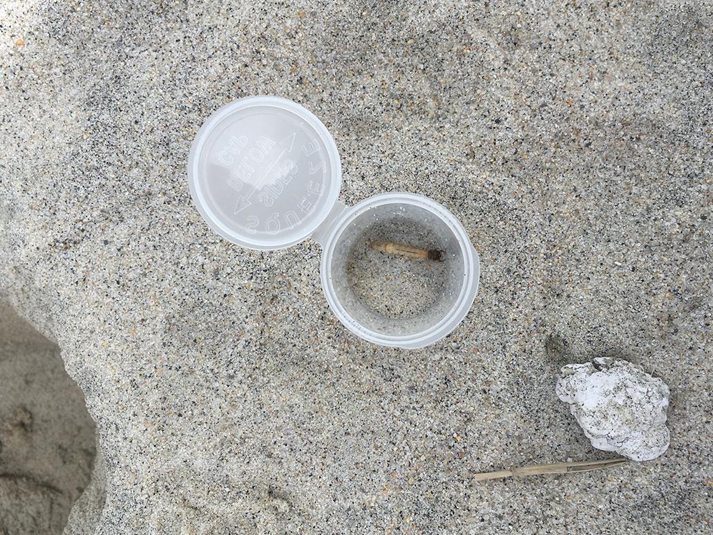 Larvae in collection vial Larvae in collection vial