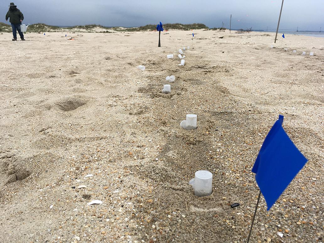 Vials lined up ready for planting Vials lined up ready for planting