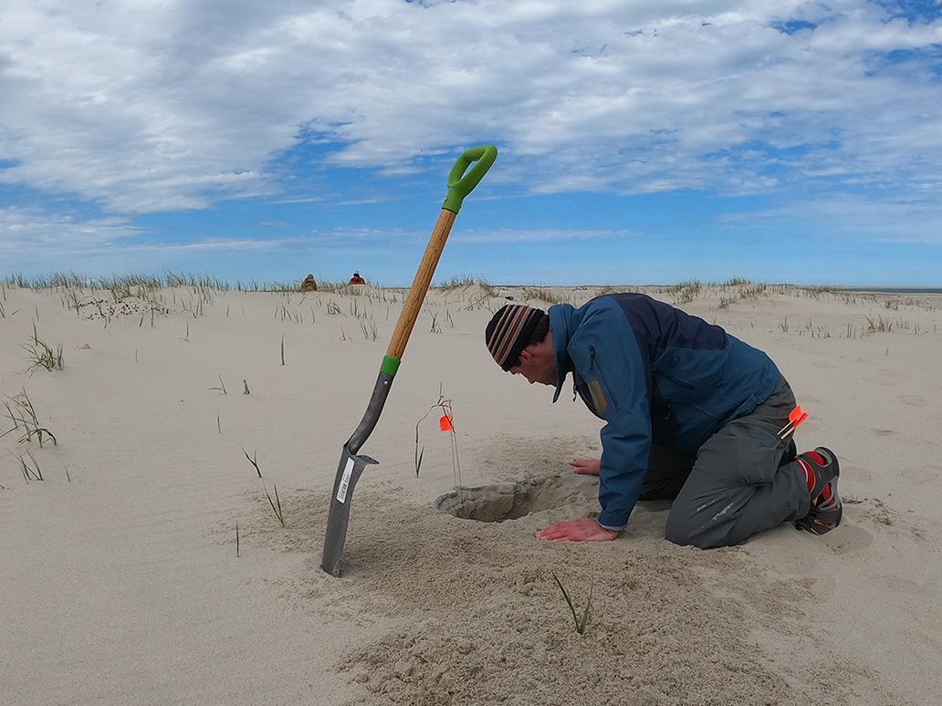 Dr. Rodger Gwiadowski  collecting tiger beetle larvae Dr. Rodger Gwiadowski  collecting tiger beetle larvae
