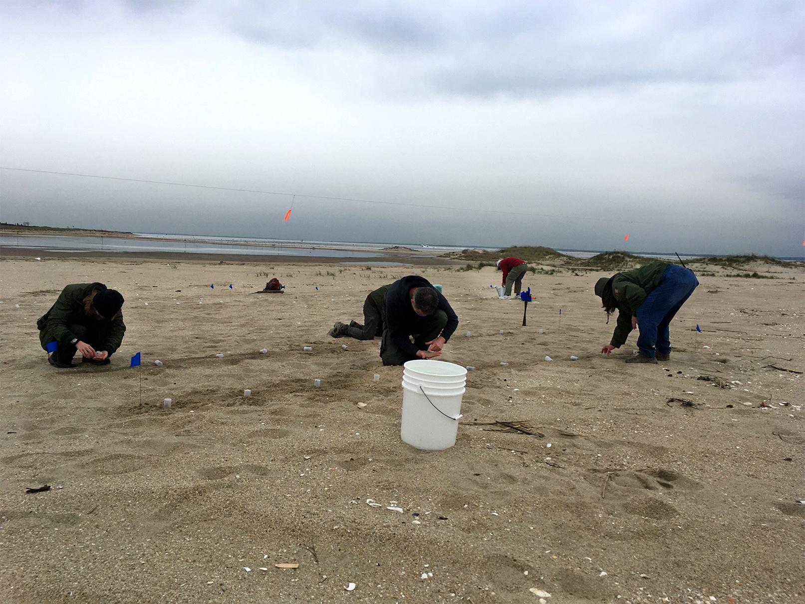 Dr. Rodger Gwiazdowski and team planting larvae Dr. Rodger Gwiazdowski and team planting larvae