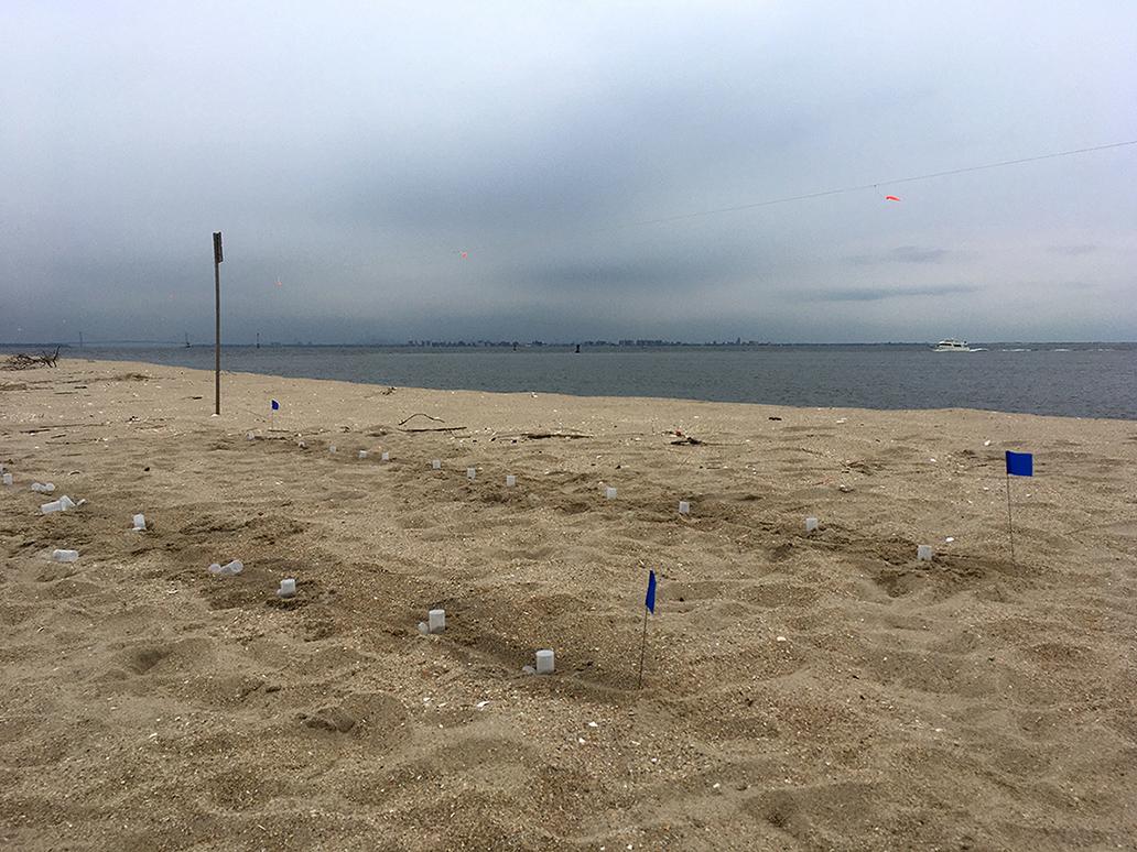 Sandy Hook, NJ, translocation site Sandy Hook, NJ, translocation site