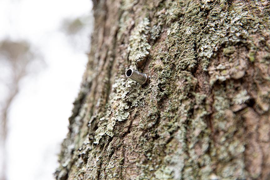 Maple syrup grant Photo 4 Maple syrup grant Photo 4