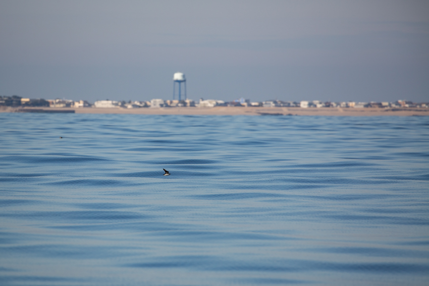 Reefing Slideshow 2021 Photo 11 Reefing Slideshow 2021 Photo 11