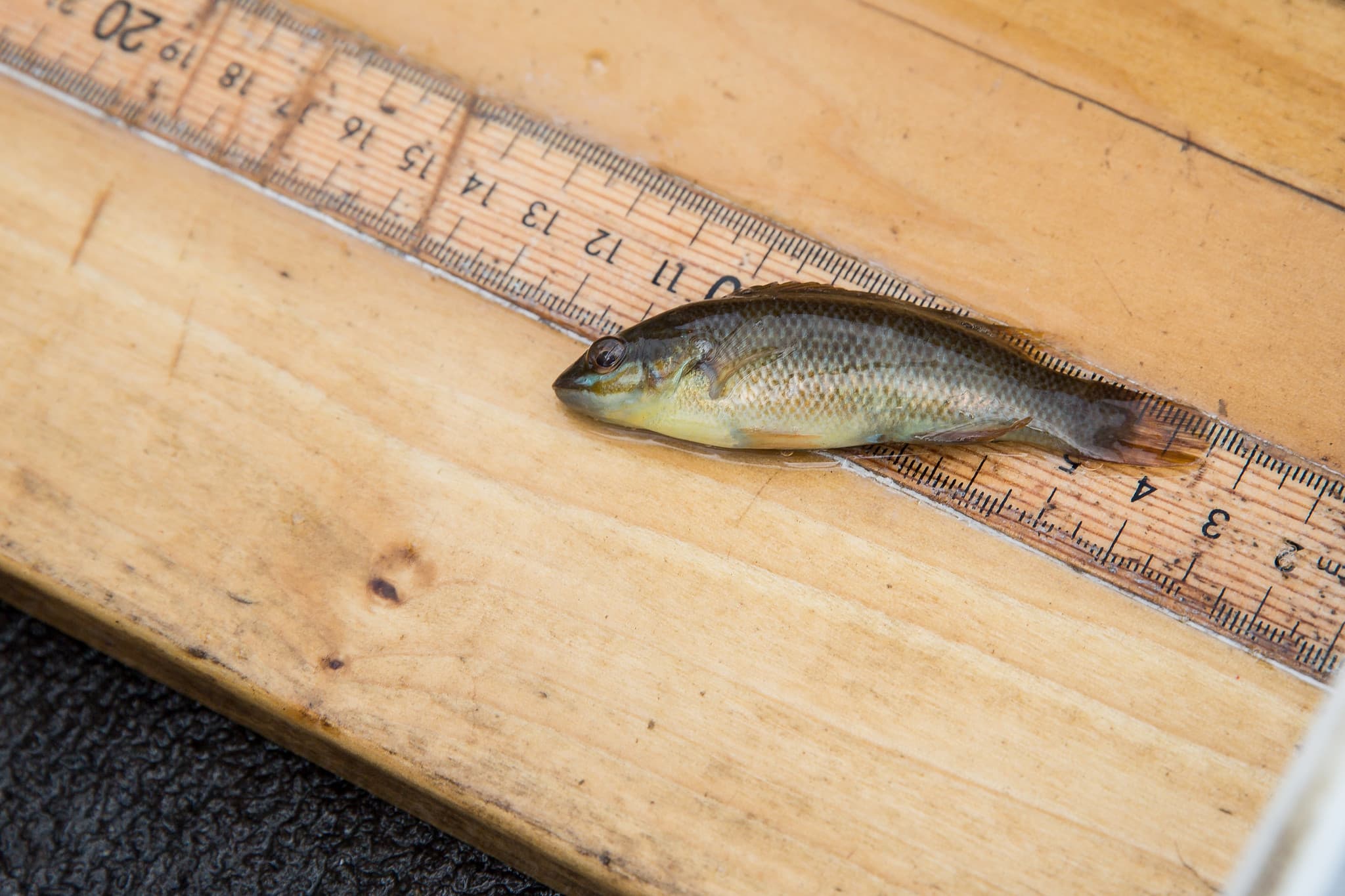 Oyster Update 2021 Photo 5 Oyster Update 2021 Photo 5