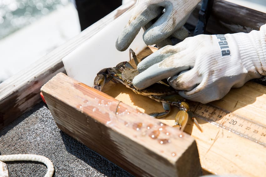 Oyster Update 2021 Photo 6 Oyster Update 2021 Photo 6