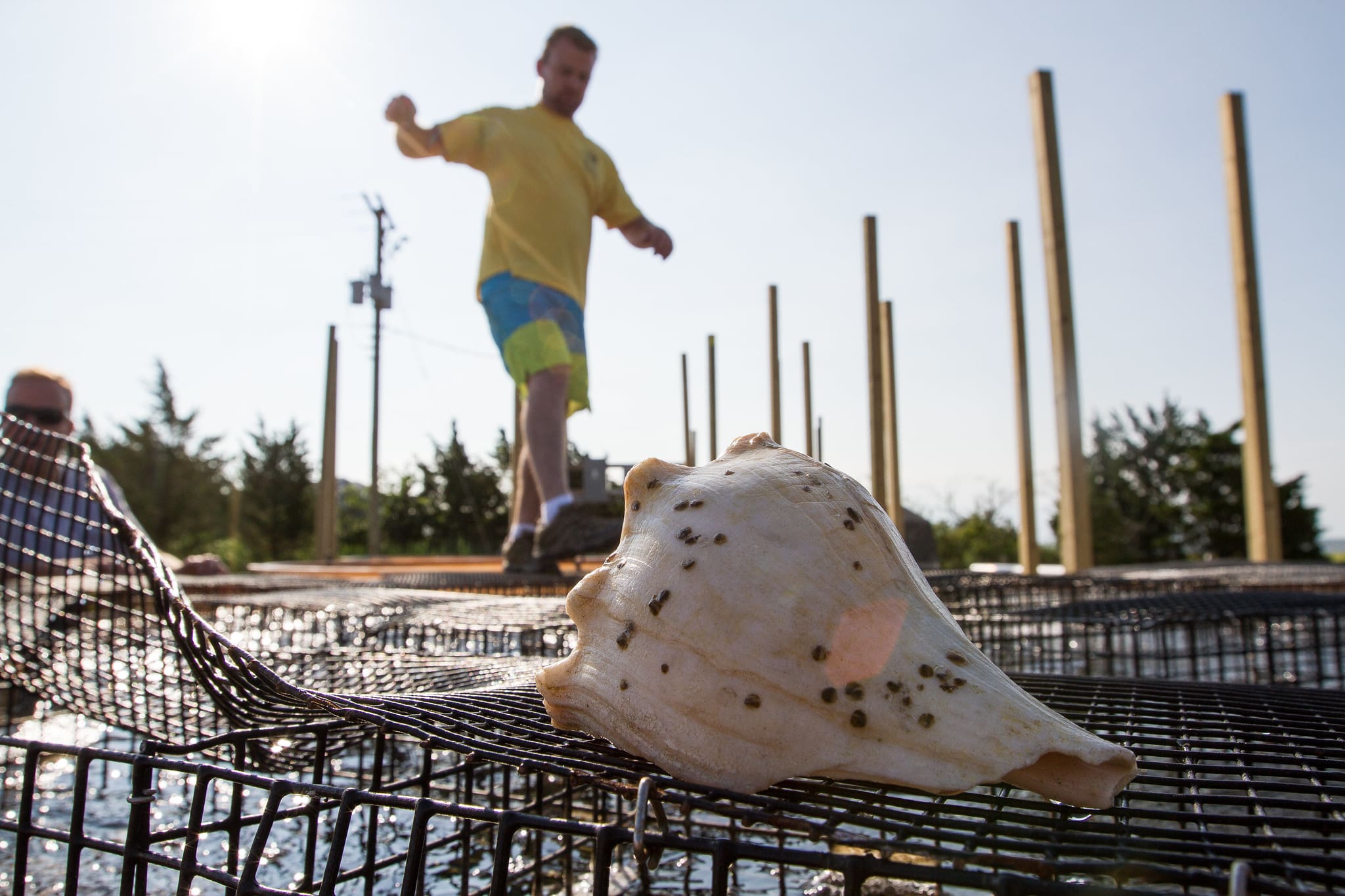 Oyster Update 2021 Photo 1 Oyster Update 2021 Photo 1