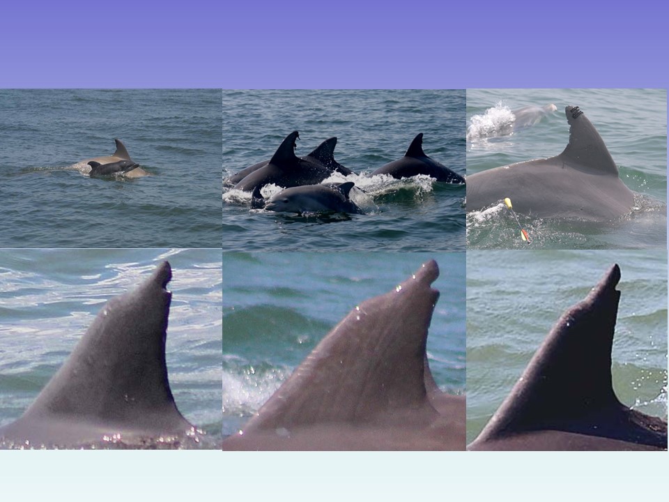 Marine mammals Photo 4