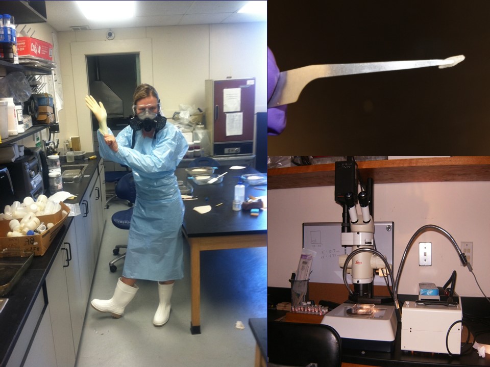 Marine mammals Photo 2