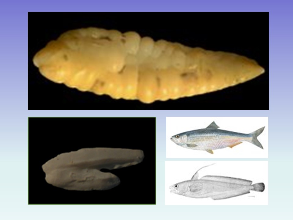 Marine mammals Photo 3