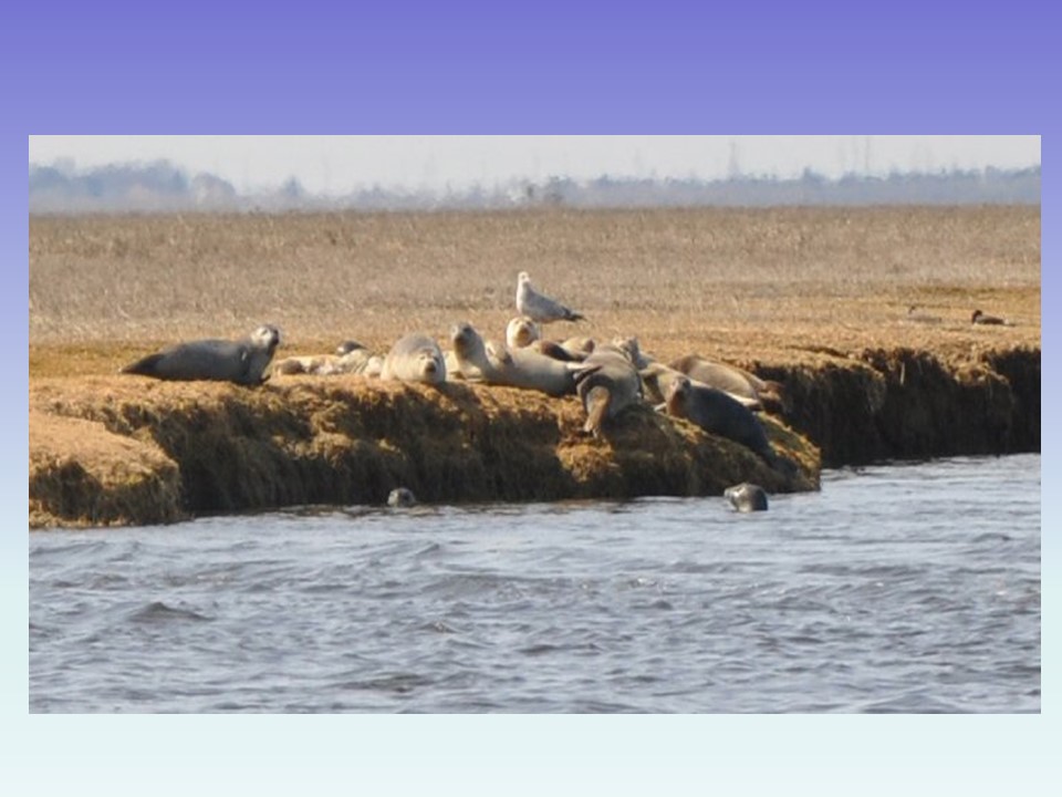 Marine mammals Photo 6