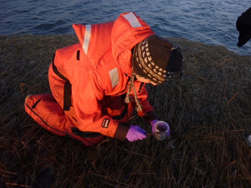 Marine mammals Photo 1