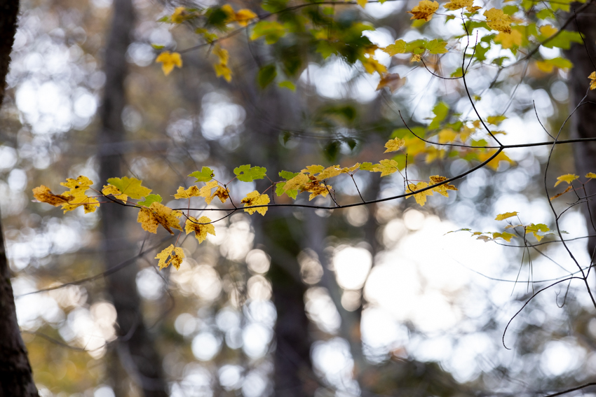 Maple Grant 2021 Photo 1 Maple Grant 2021 Photo 1