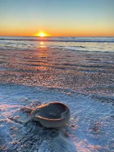 Frozen Horseshoe Crab by Nate Morell 