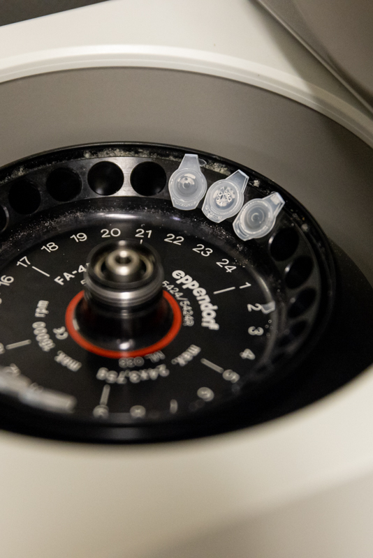 DNA Extraction for Striped Bass Fin Clipping Photo 6 DNA Extraction for Striped Bass Fin Clipping Photo 6