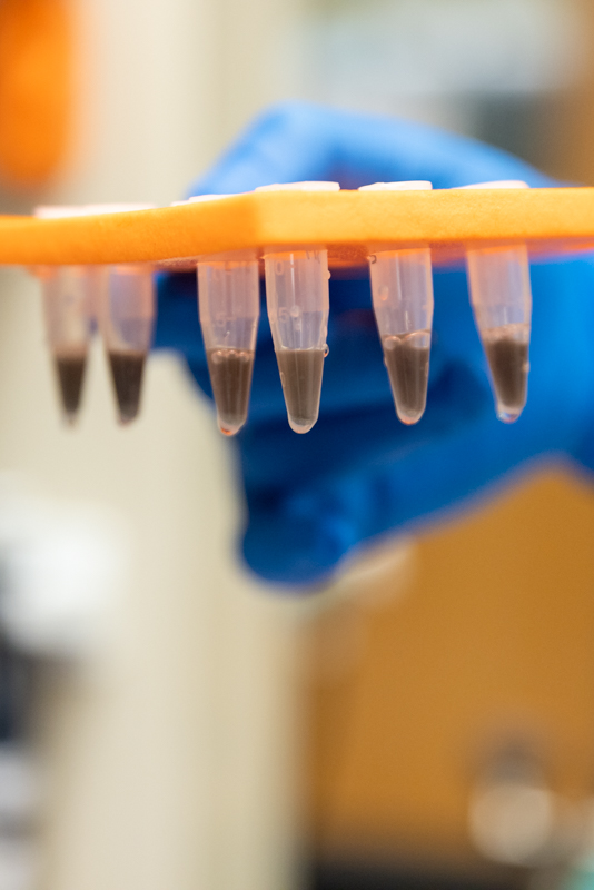 DNA Extraction for Striped Bass Fin Clipping Photo 4 DNA Extraction for Striped Bass Fin Clipping Photo 4