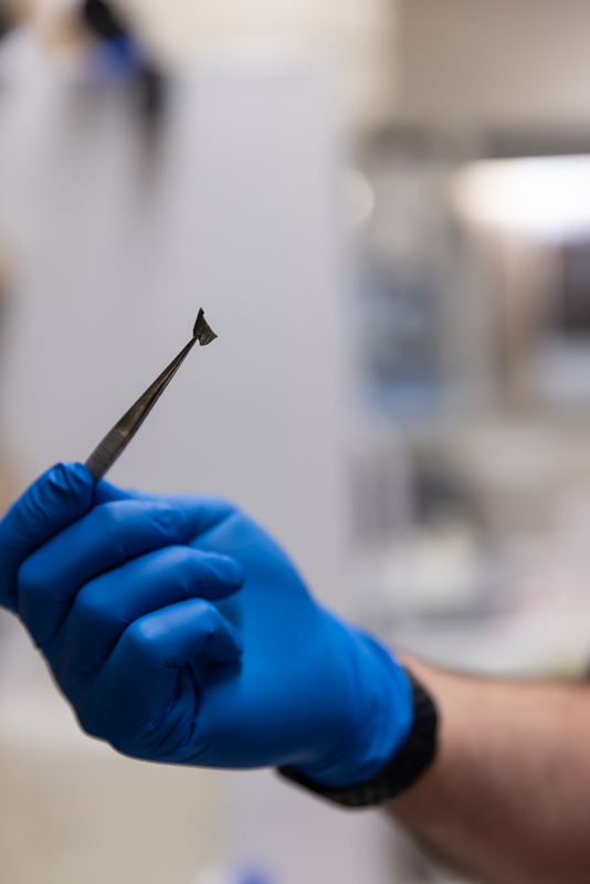 DNA Extraction for Striped Bass Fin Clipping Photo 2 DNA Extraction for Striped Bass Fin Clipping Photo 2