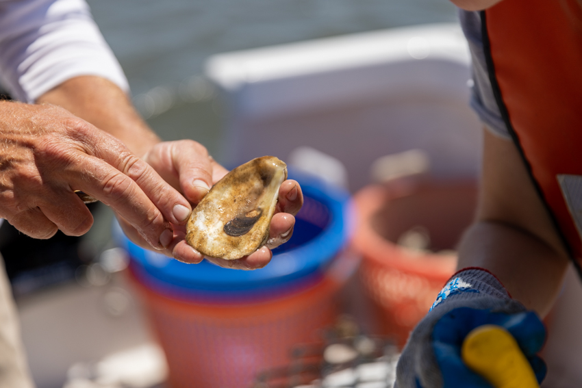 Mill Creek Reef Photo 8 Mill Creek Reef Photo 8