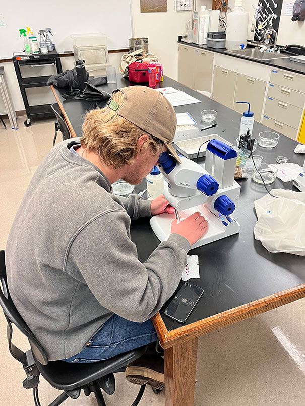 Extracting otoliths from scat. Extracting otoliths from scat.