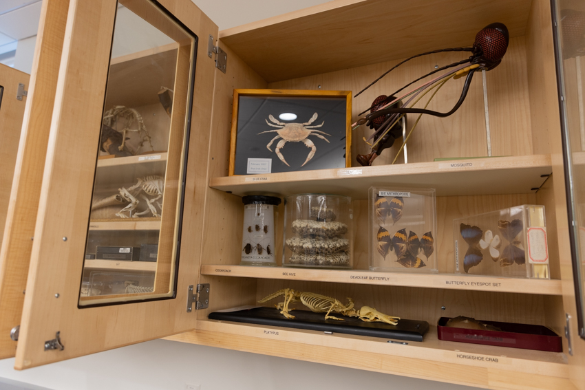 Fossils Photo 3 Fossils Photo 3