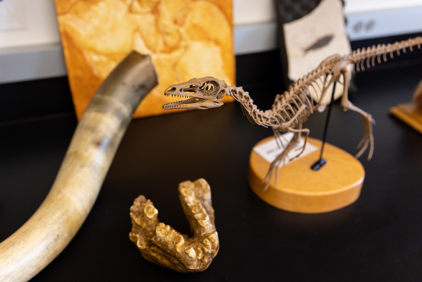 Fossils Photo 1 Fossils Photo 1