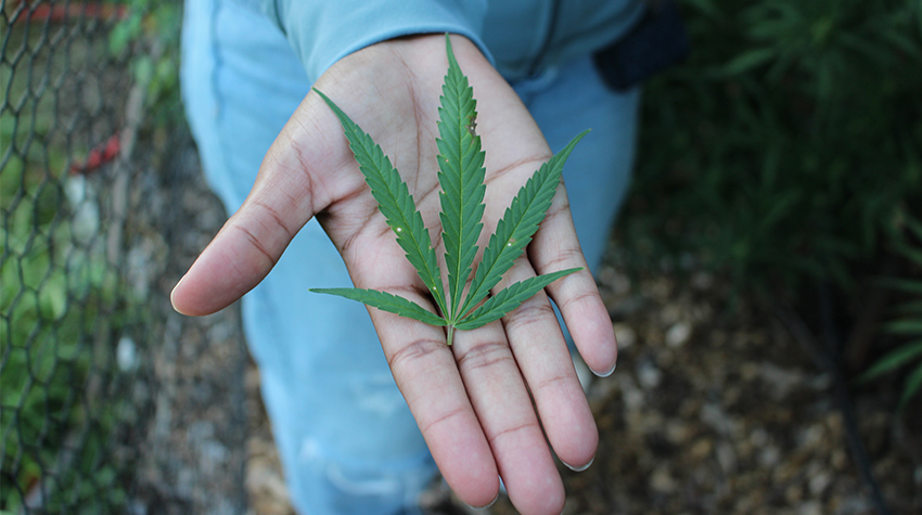 Hemp at the Sustainability Farm Photo 6 Hemp at the Sustainability Farm Photo 6