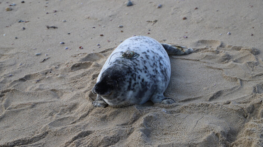 The state Department of Environmental Protection awarded a $700,000 grant to fund the first-ever satellite tagging operation of harbor seals in New Jersey. The state Department of Environmental Protection awarded a $700,000 grant to fund the first-ever satellite tagging operation of harbor seals in New Jersey.