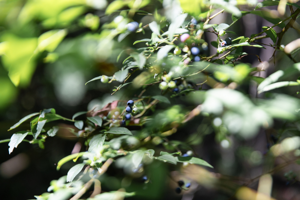 Pinelands Summer Short Course Photo 6 Pinelands Summer Short Course Photo 6