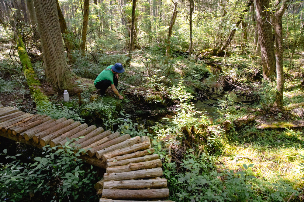 Pinelands Summer Short Course Photo 3 Pinelands Summer Short Course Photo 3