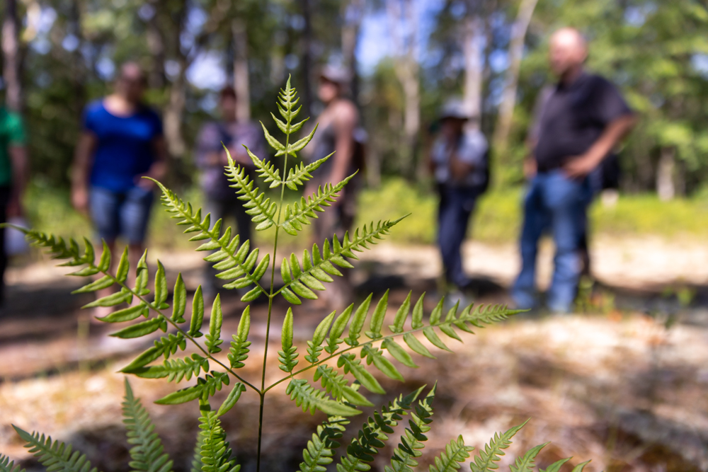 Pinelands Summer Short Course Photo 2 Pinelands Summer Short Course Photo 2